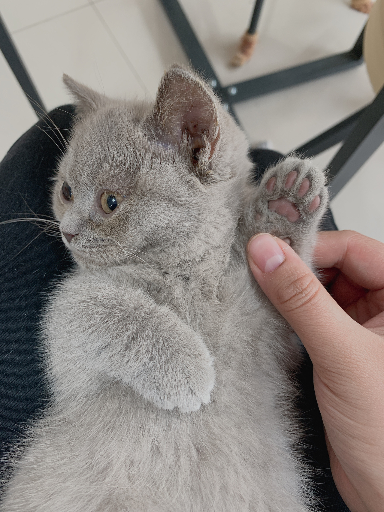 丁香蓝猫和蓝猫的区别图片