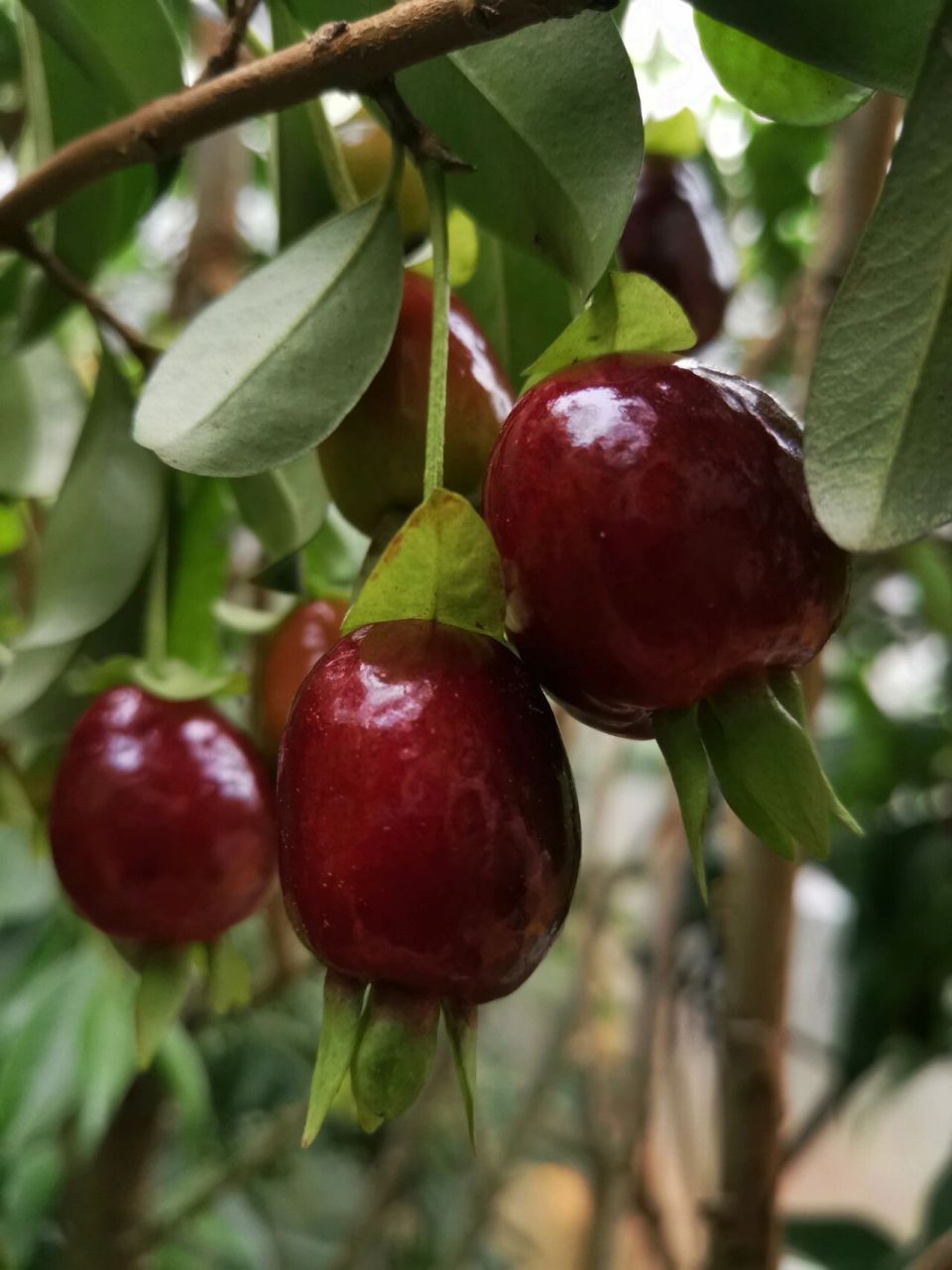 黑玫瑰樱桃90 黑玫瑰樱桃90