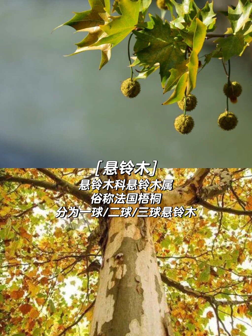 保姆级教程分辨98泡桐/梧桐/法国梧桐 桃李海棠樱花争春已告一段落