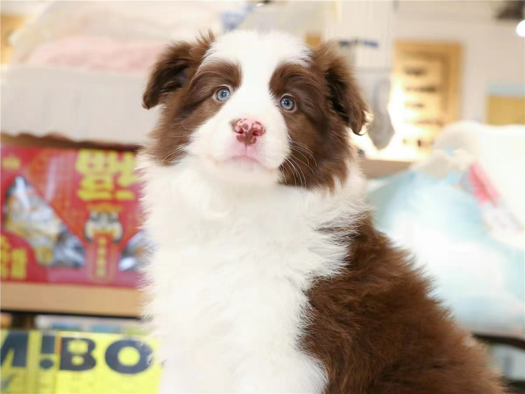 铲屎官们,别再买贵了 	 身为狗界智商最高的边境牧羊犬,是当今非常受