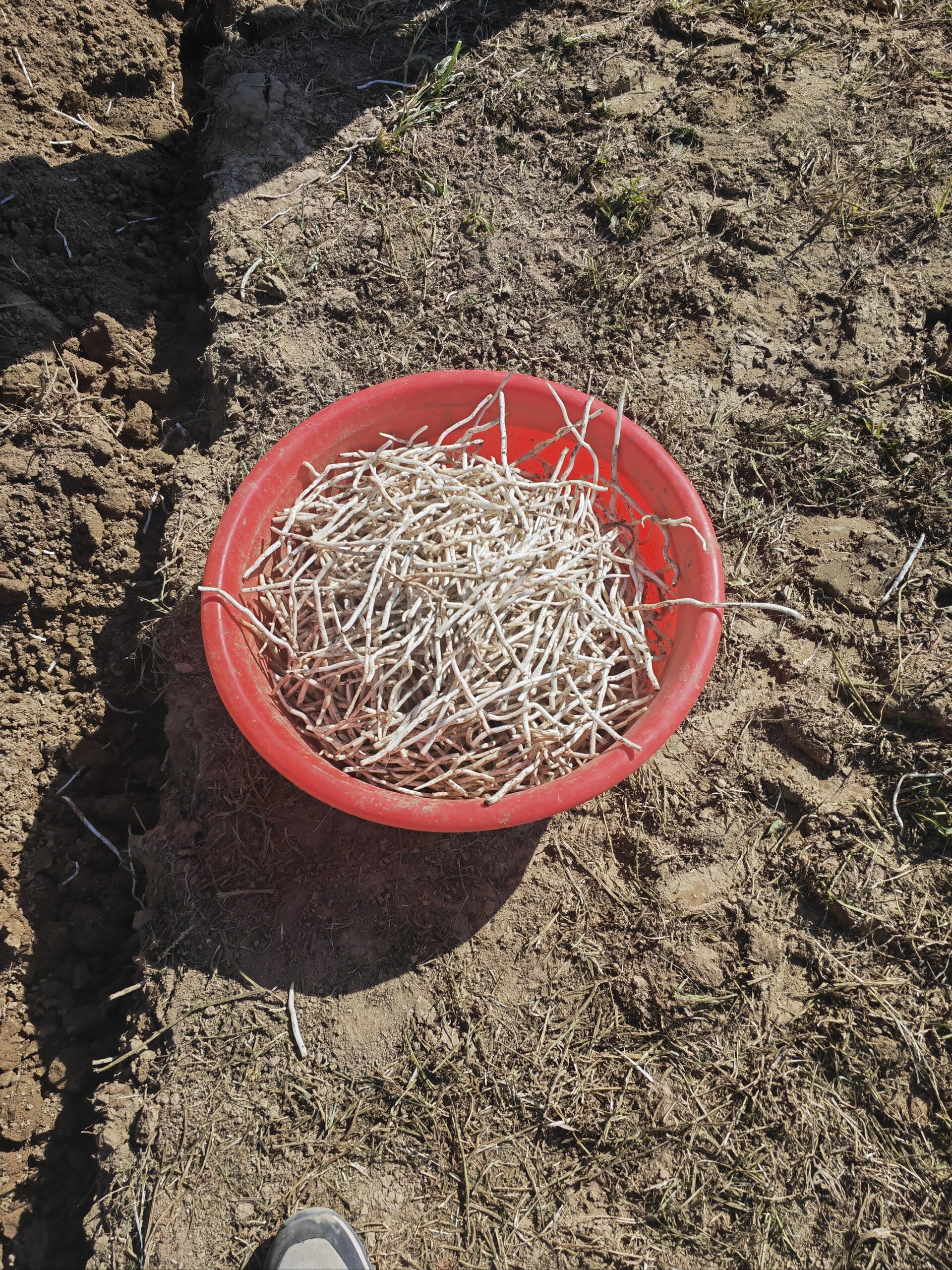 银条,仅仅流行于两个县的凉菜