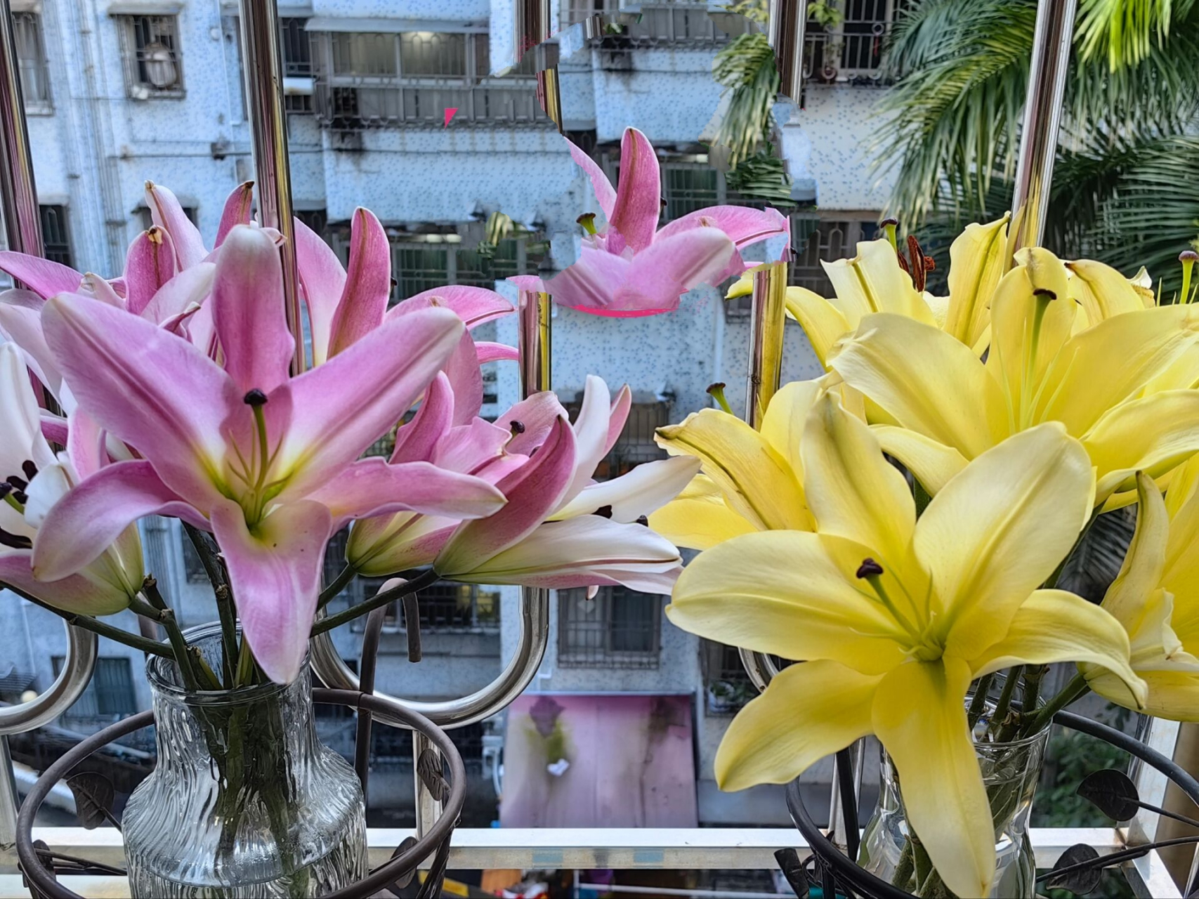 麦当娜百合 皇后百合 品质比较一般