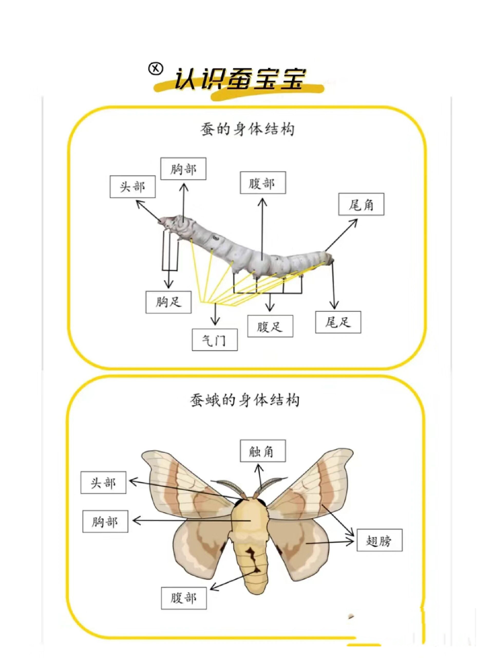 蚕宝宝如何长大(内附养蚕 贴士) 春天来了, 又到了饲养蚕宝宝的好时节