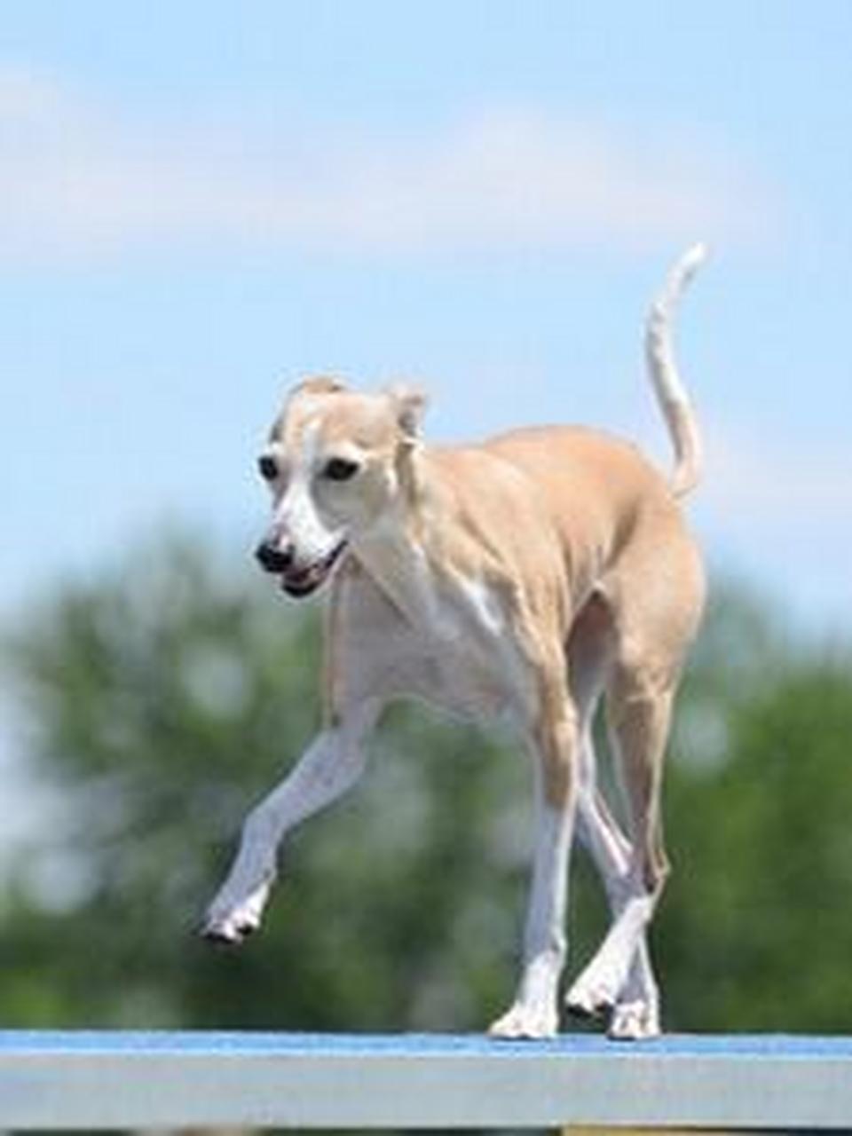 意大利小灵缇:犬界的法拉利!