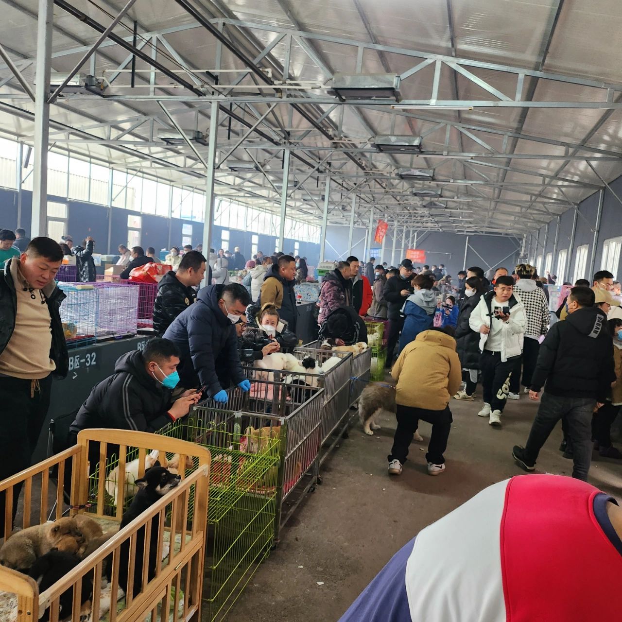 终于来到了传说中的沈阳宠物市场 之前查过说只有每周六上午才有狗市