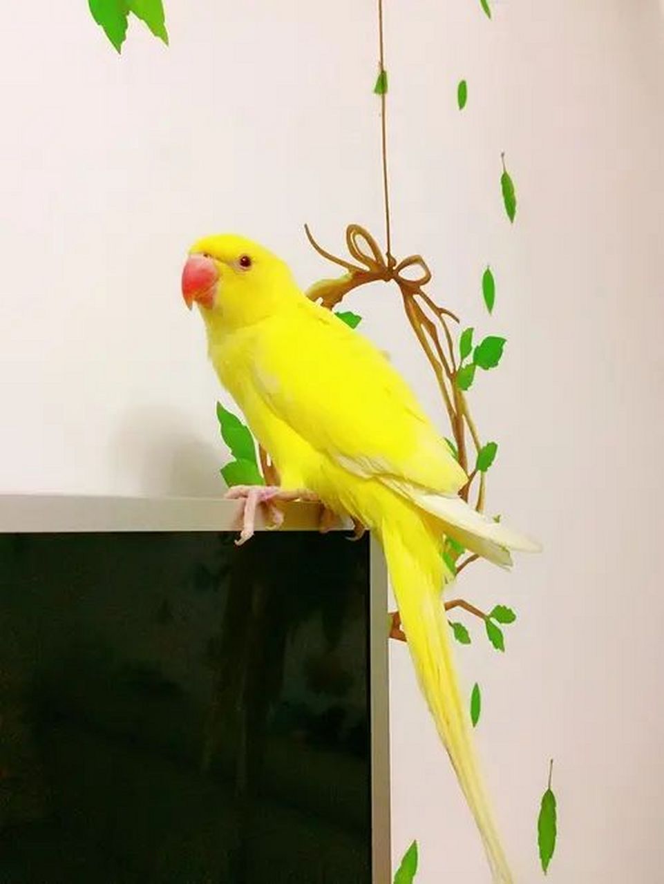 月轮也叫玫瑰环颈鹦鹉,红领绿鹦鹉.