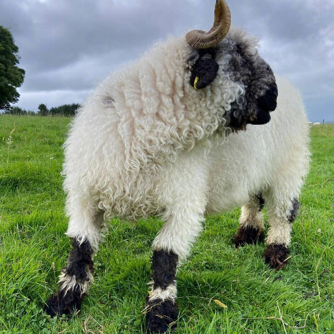 苏格兰黑脸羊就是一种凑近了也分辨不清五官怎么长的小羊