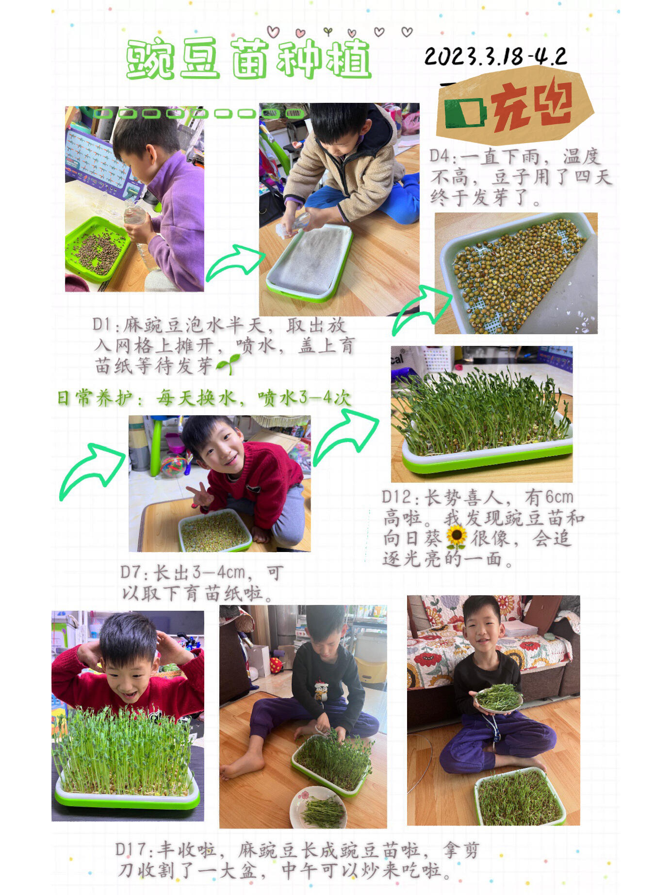 豌豆苗种植日记