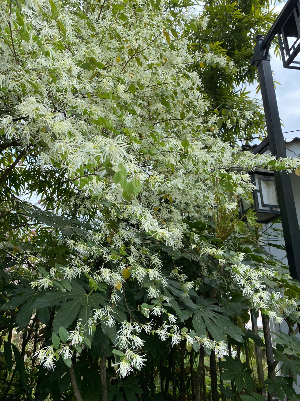 白花檵木的花语图片