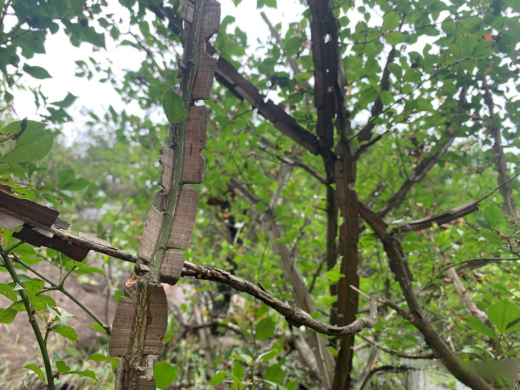 今天上山采了好多鬼箭羽,陕西农村又叫巴树柴,平时随随便便在山上就能
