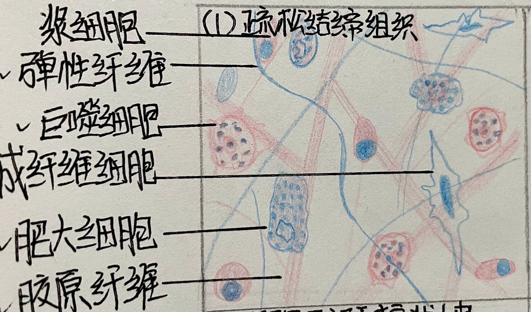 结缔组织红蓝铅笔绘图