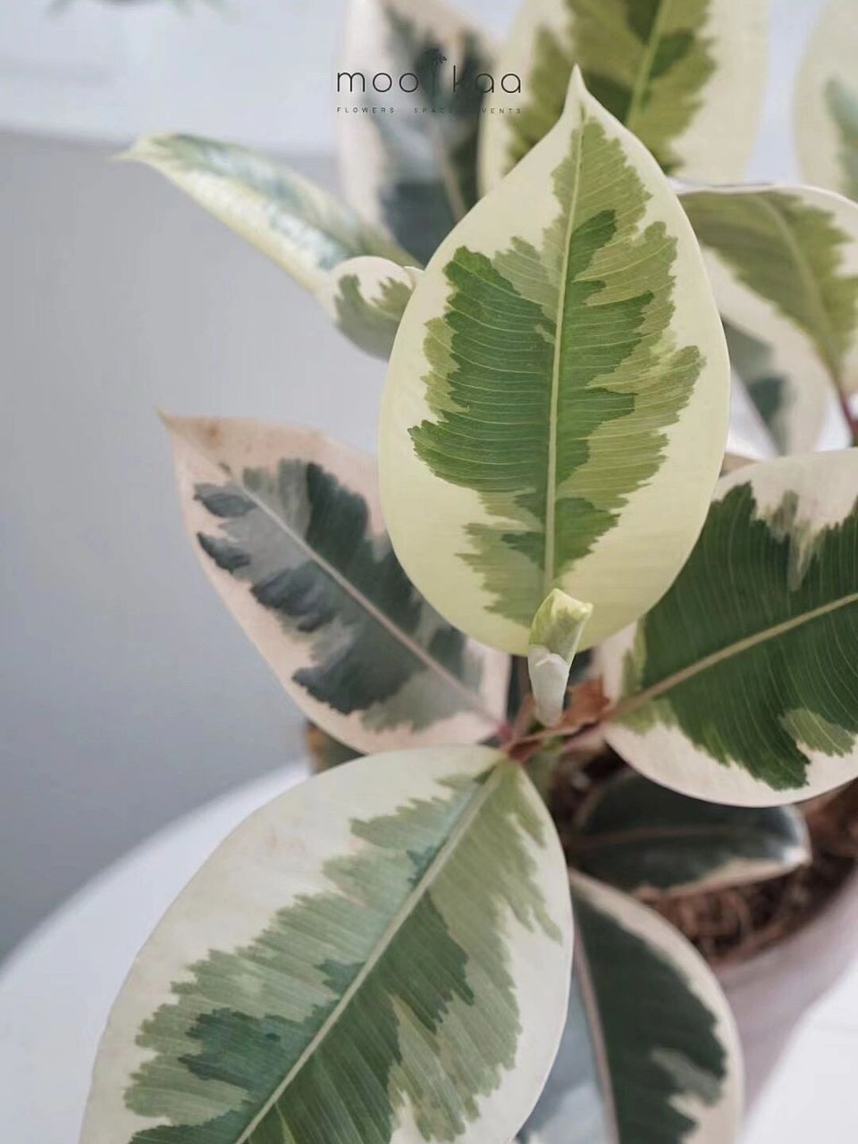 油画橡皮树|塔尼克   油画般的质感 像极了特种兵的迷彩服 酷飒拉满