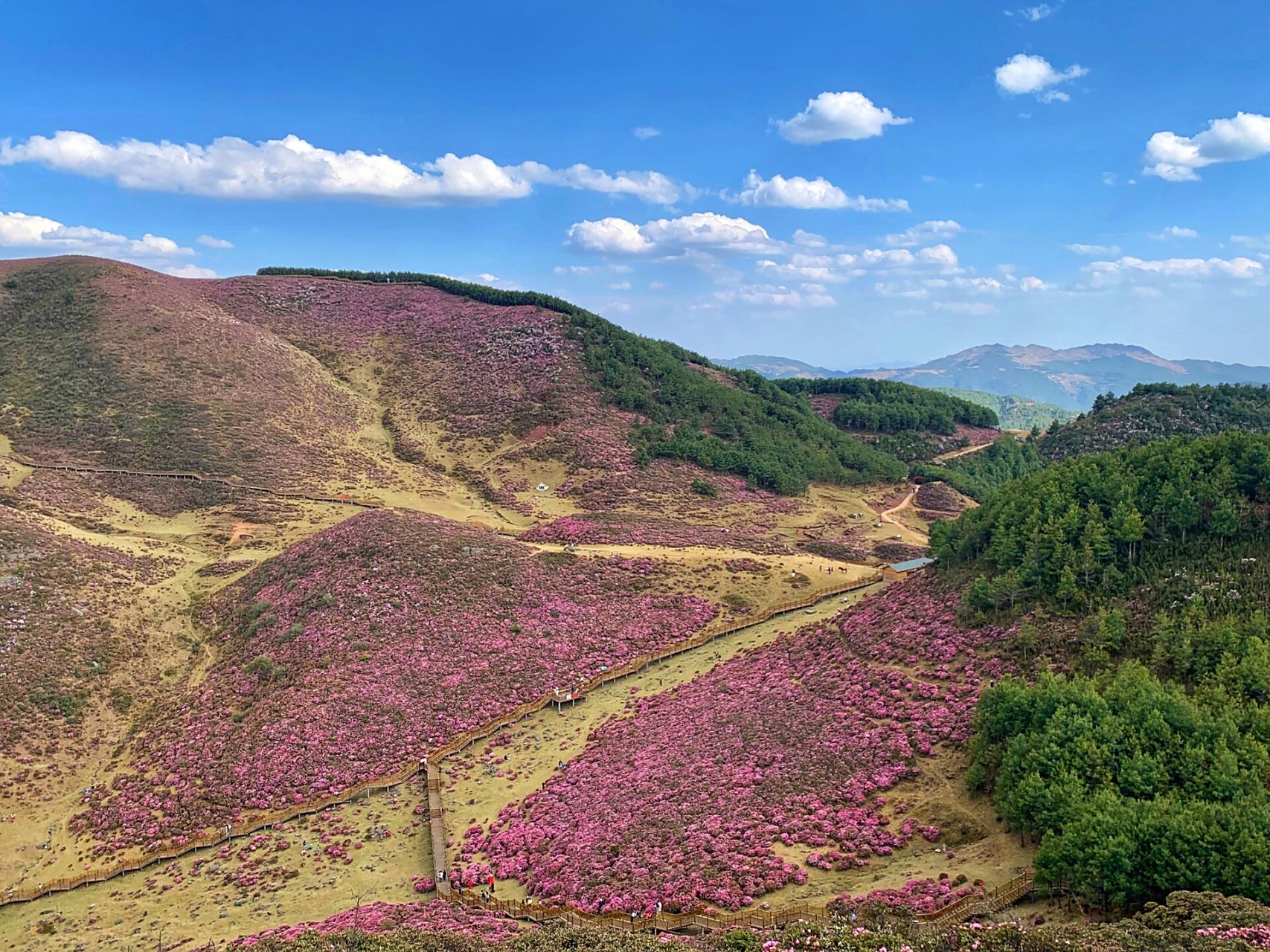 昆明禄劝马鹿塘杜鹃花海景区 20200422—-0424 马鹿塘乡位于禄劝县城