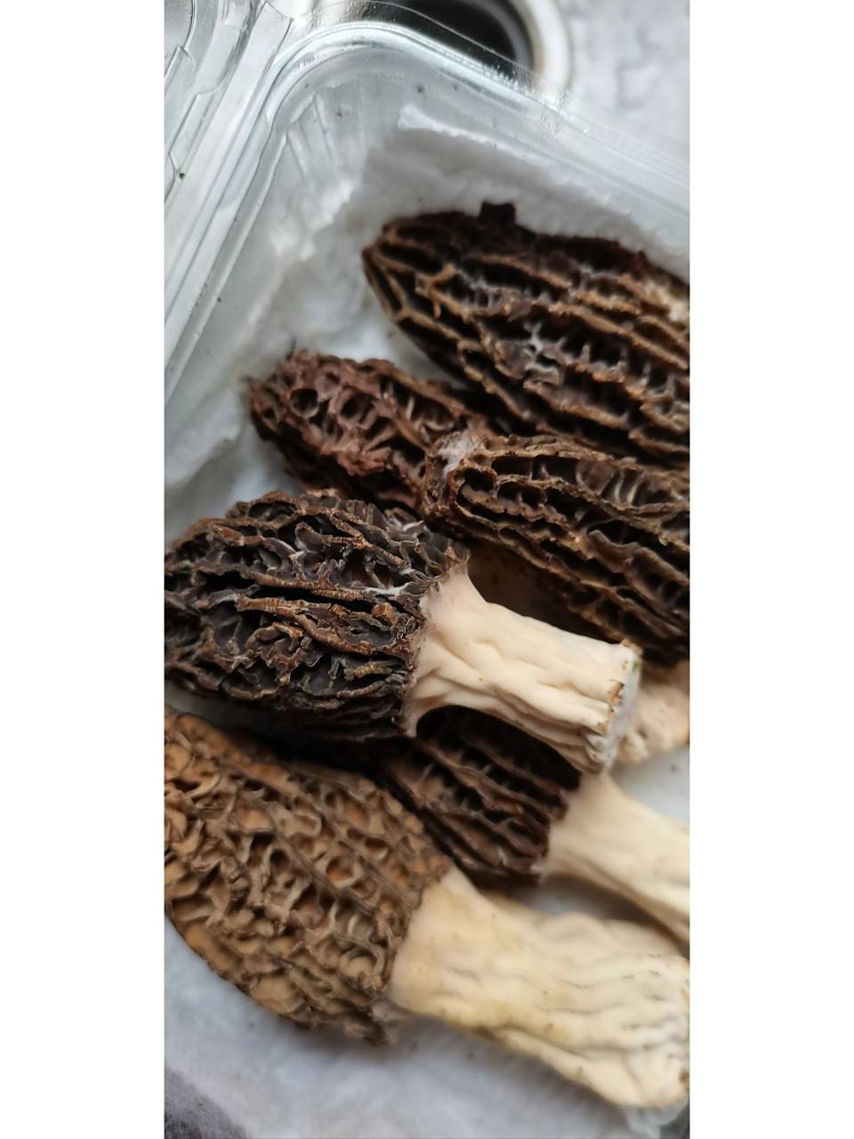 羊肚菌长白毛,发霉还是菌丝? 如果是发霉,吃了会中毒吗?