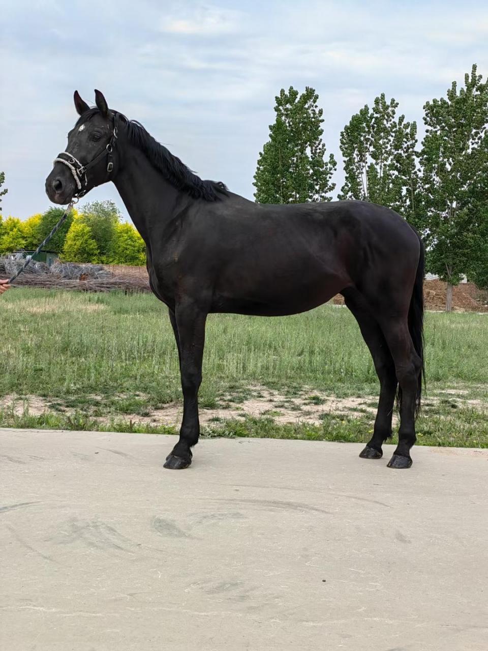 温血马.德国🇩🇪温血,母马,3岁多,肩高,1.70左右.