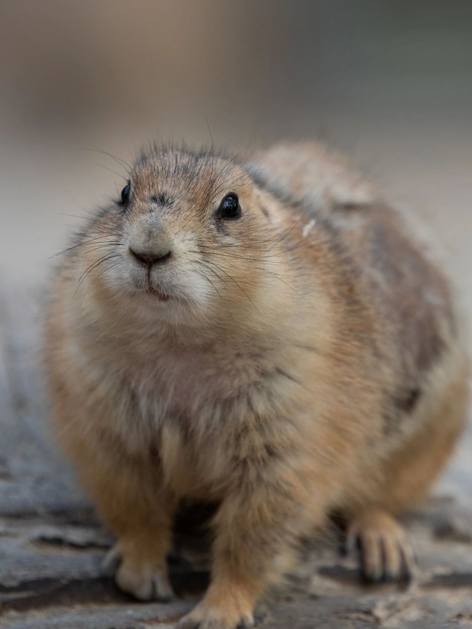 黑尾土拨鼠 比网红的那个大土拨鼠旱獭小一点 也喜欢站起来,呆呆萌萌