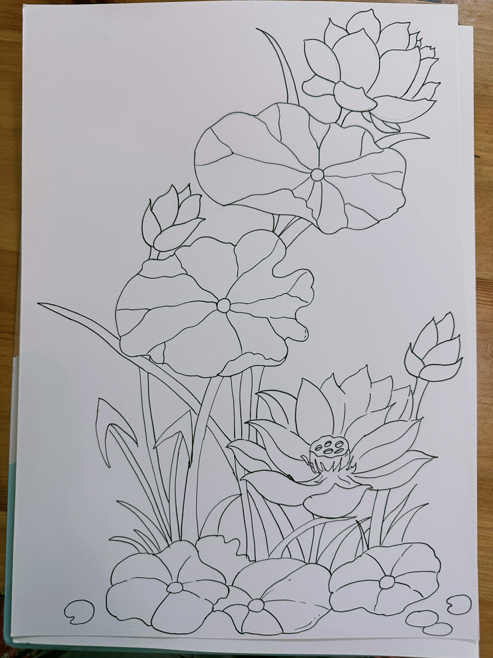 画画day51植物临摹 荷花 临摹于(有网课)