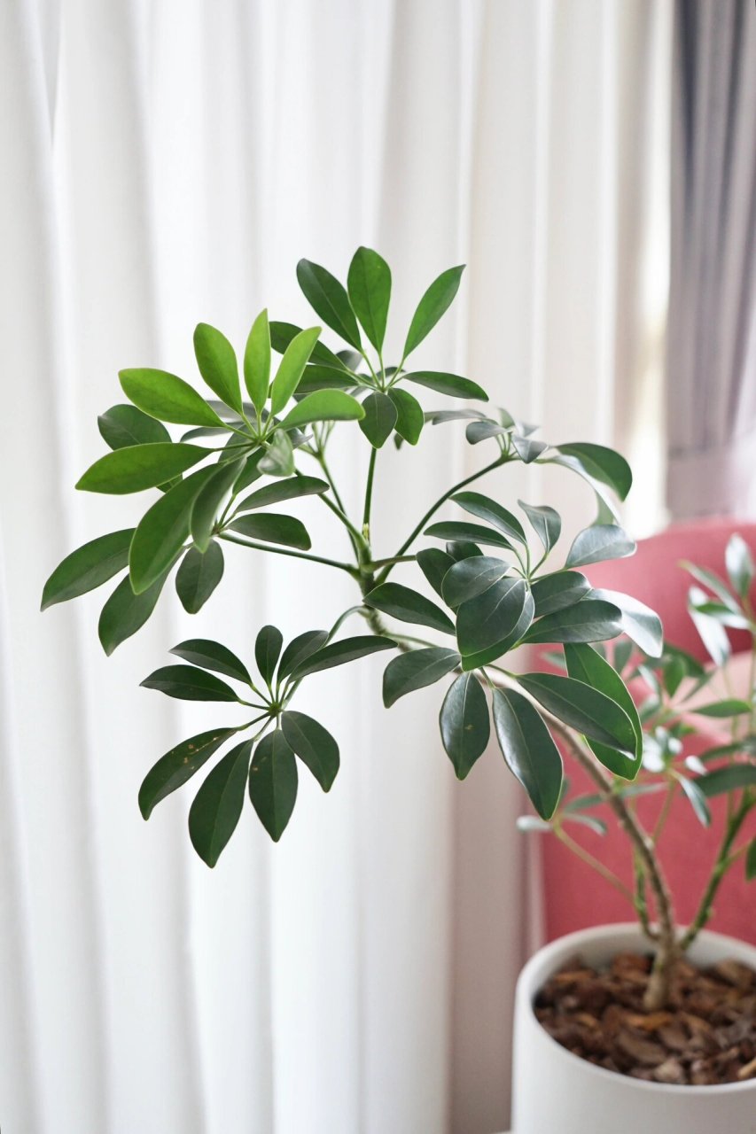 "八方来财"鸭脚木 家居必入～ 鹅掌柴四季常青,很适合作为观叶植物养