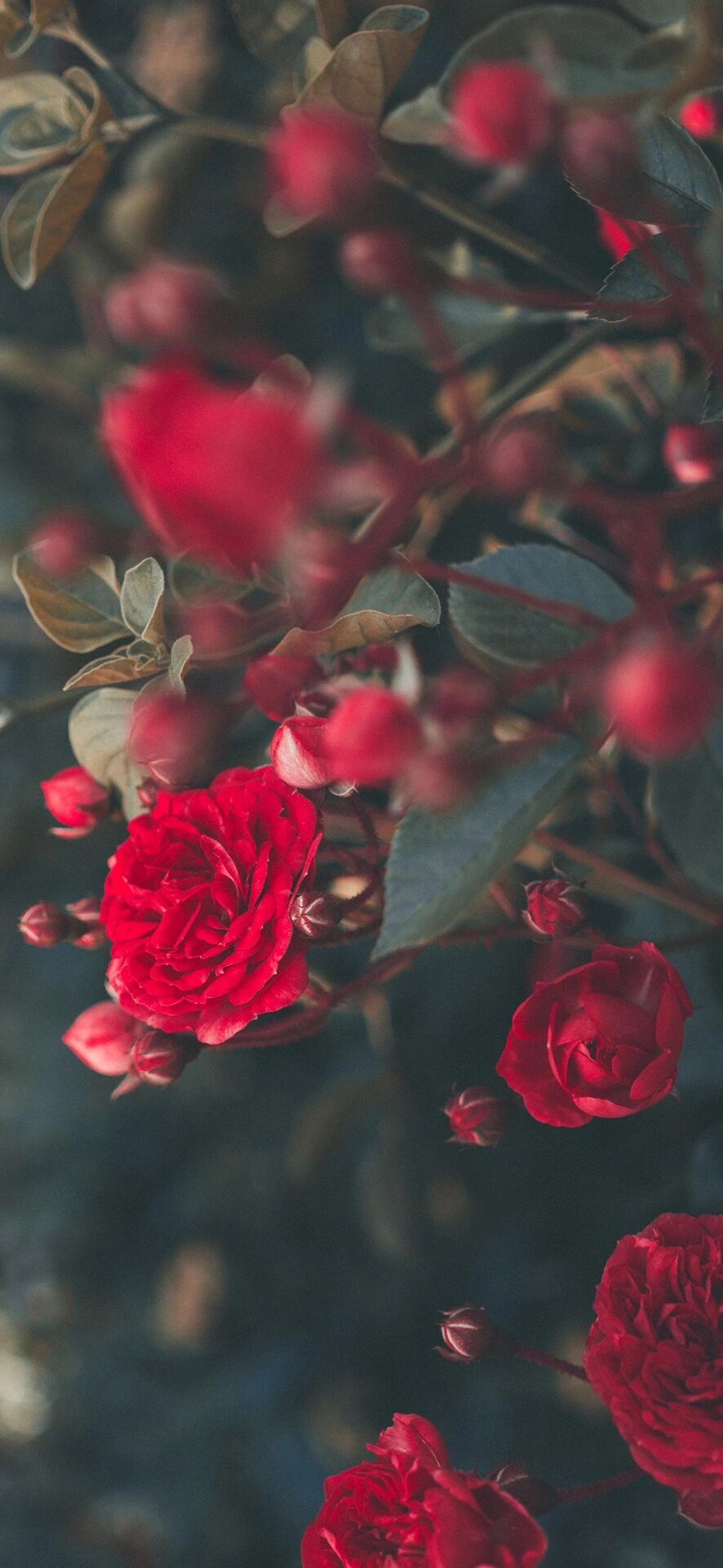 鲜花壁纸高清手机壁纸锁屏背景图ins壁纸