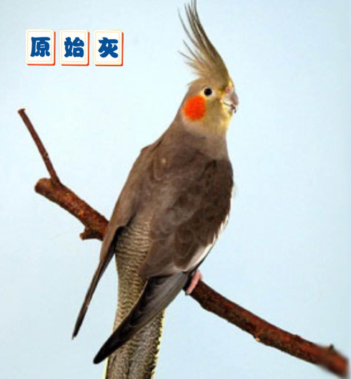 gray(原始灰) 身体羽毛为深灰色,翅膀外侧为白色,尾羽为深灰色/带有