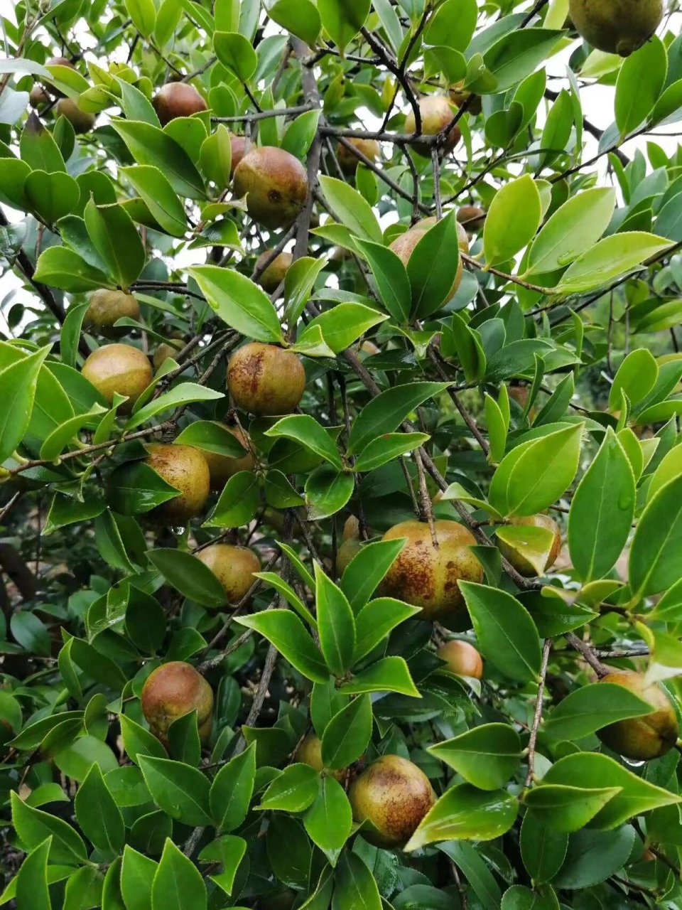 山茶籽油图片