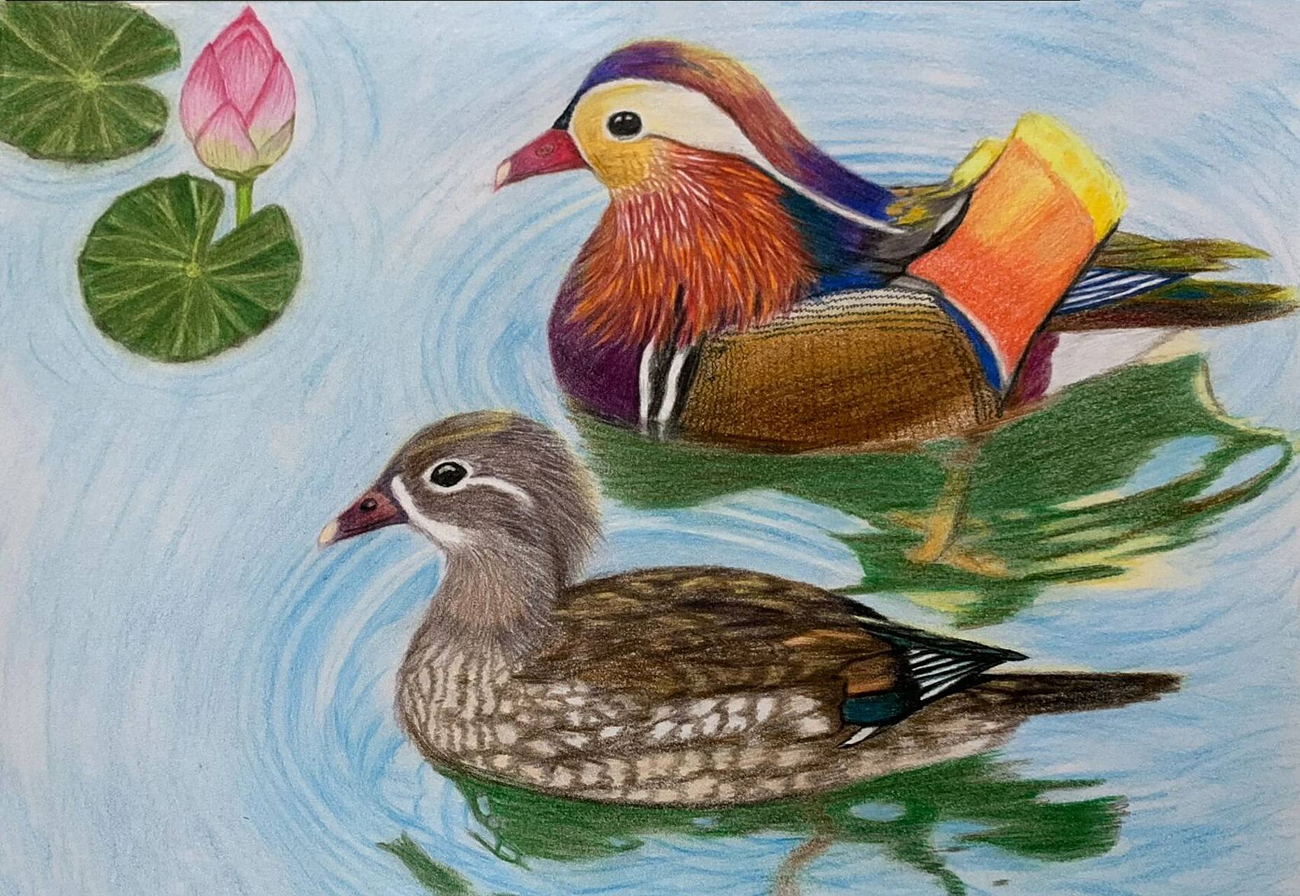 鸳鸯戏水#彩铅鸳鸯#彩铅步骤分解图 最后加了荷叶没画好!