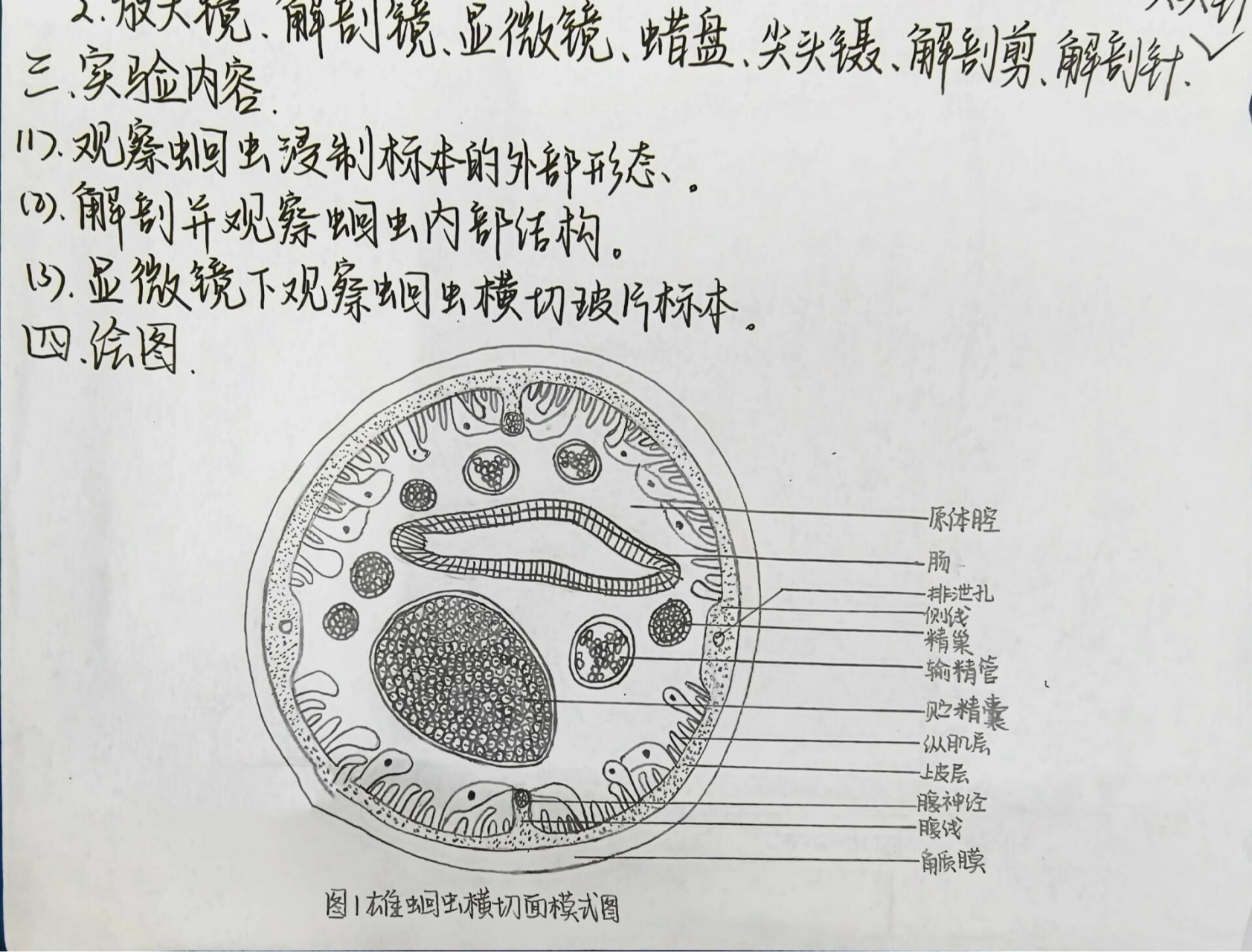 蛔虫的结构简图图片