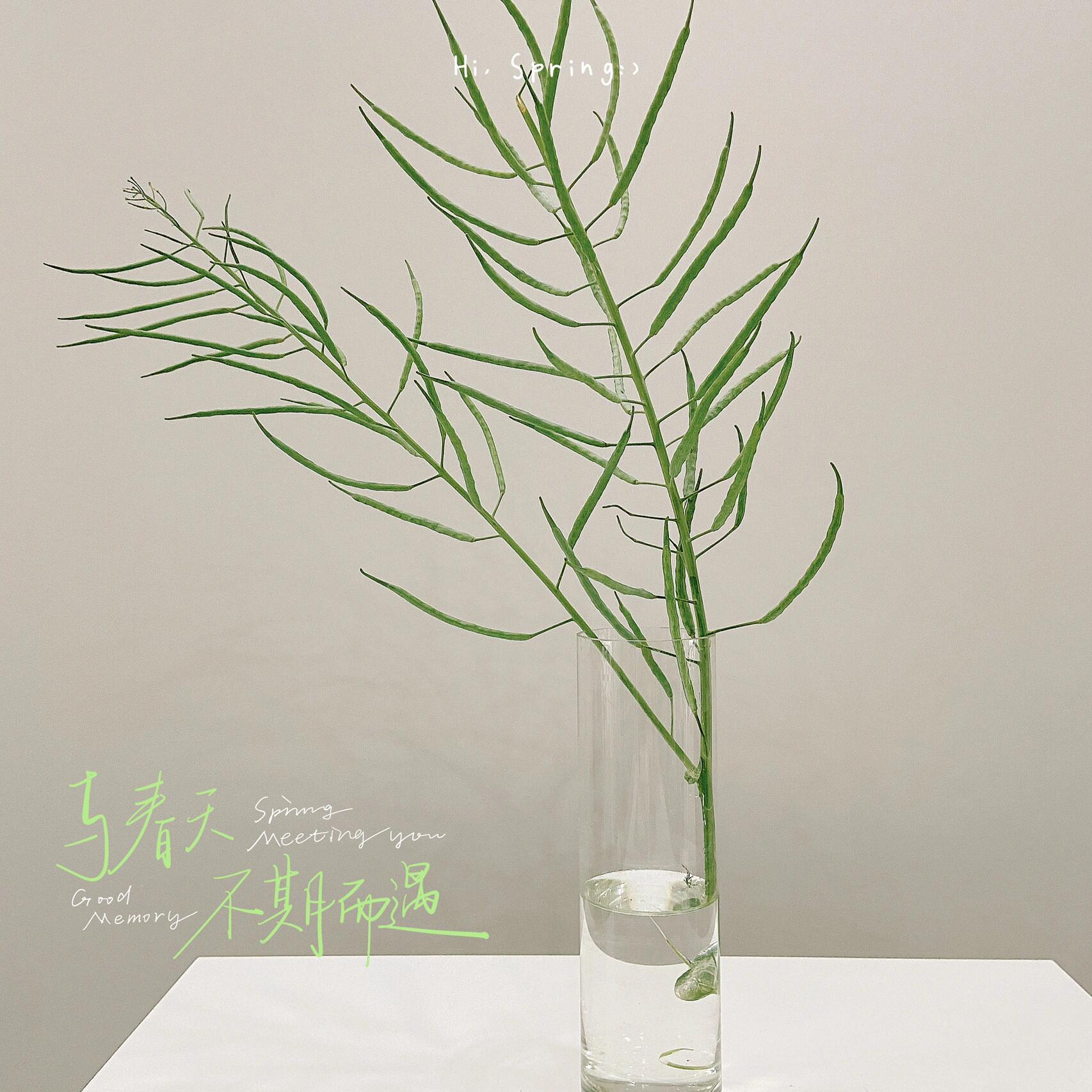 油菜花的果实——油菜籽    油菜的果实为角果.