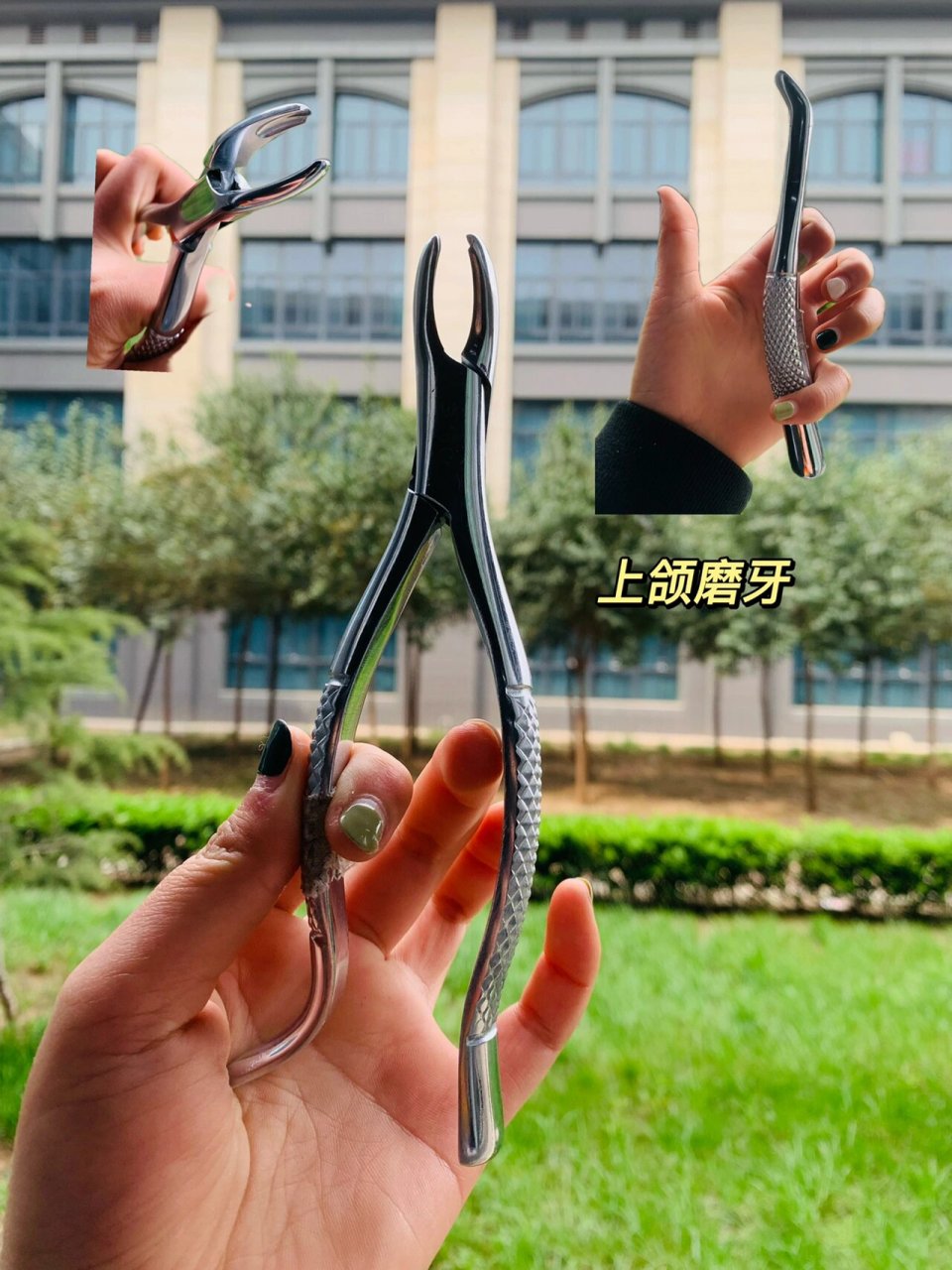 上颌牙钳钳喙与钳柄看呈直线,"s"形或刺枪形,下颌牙钳喙与钳柄侧看呈"