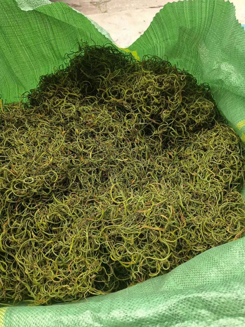 石草「野生化石草,又名"肾精茶"一草破石,还你一身轻松.