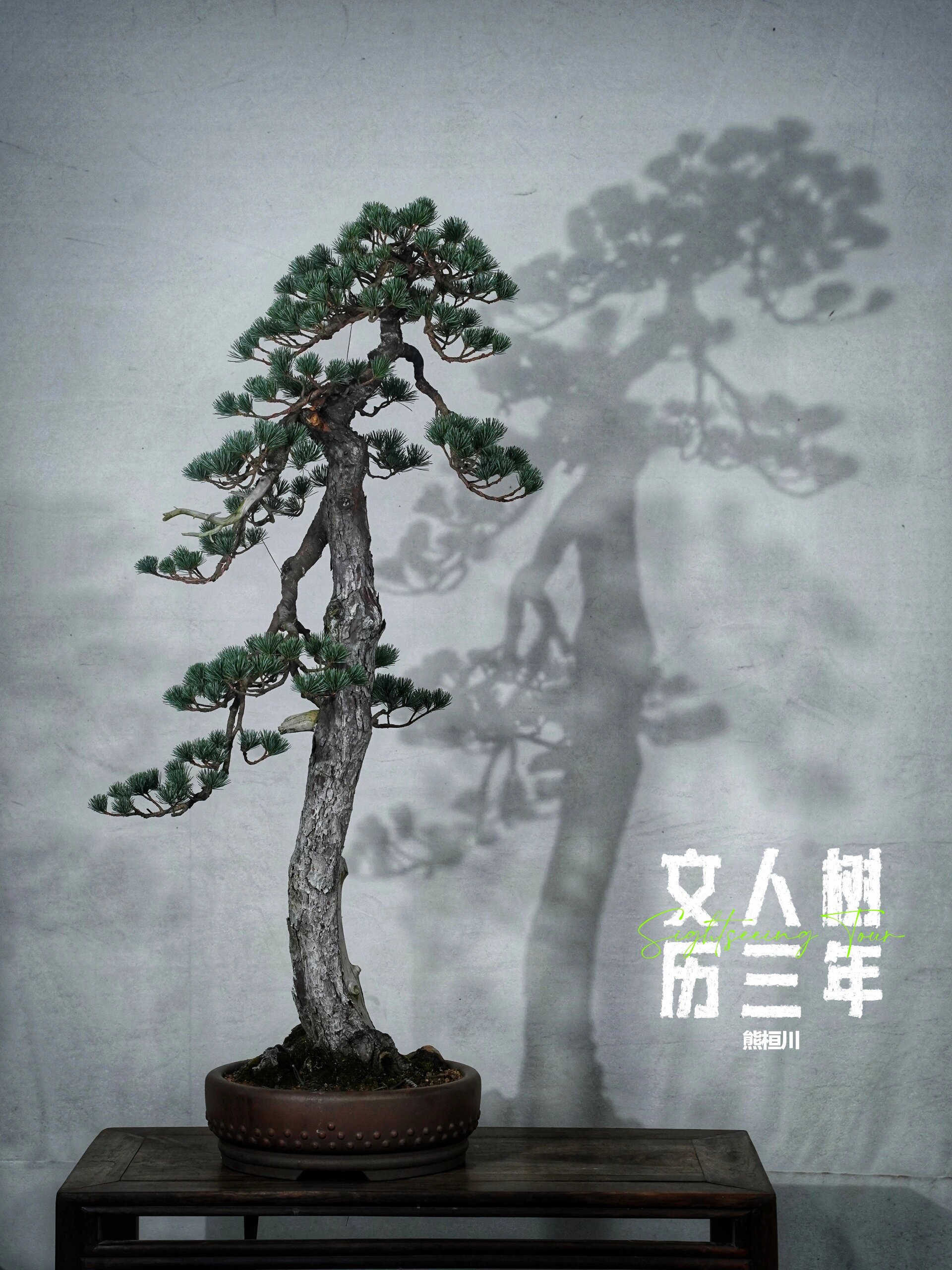 这种具有东方线条美的盆景艺术,对我来说最具挑战也最有成就感