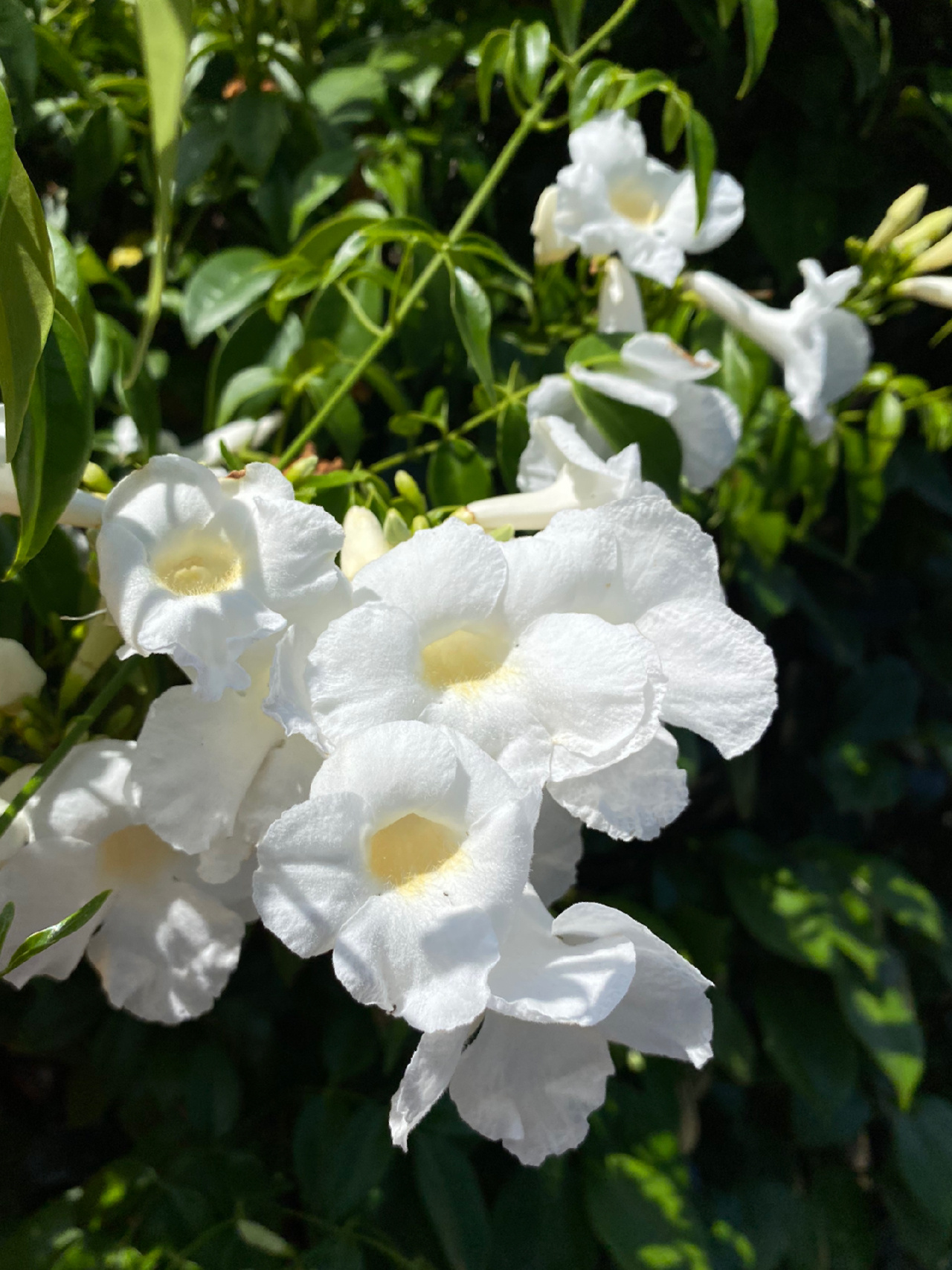 比较少见的白凌霄花 学名:pandorea jasminoides 是紫葳科粉花凌霄属