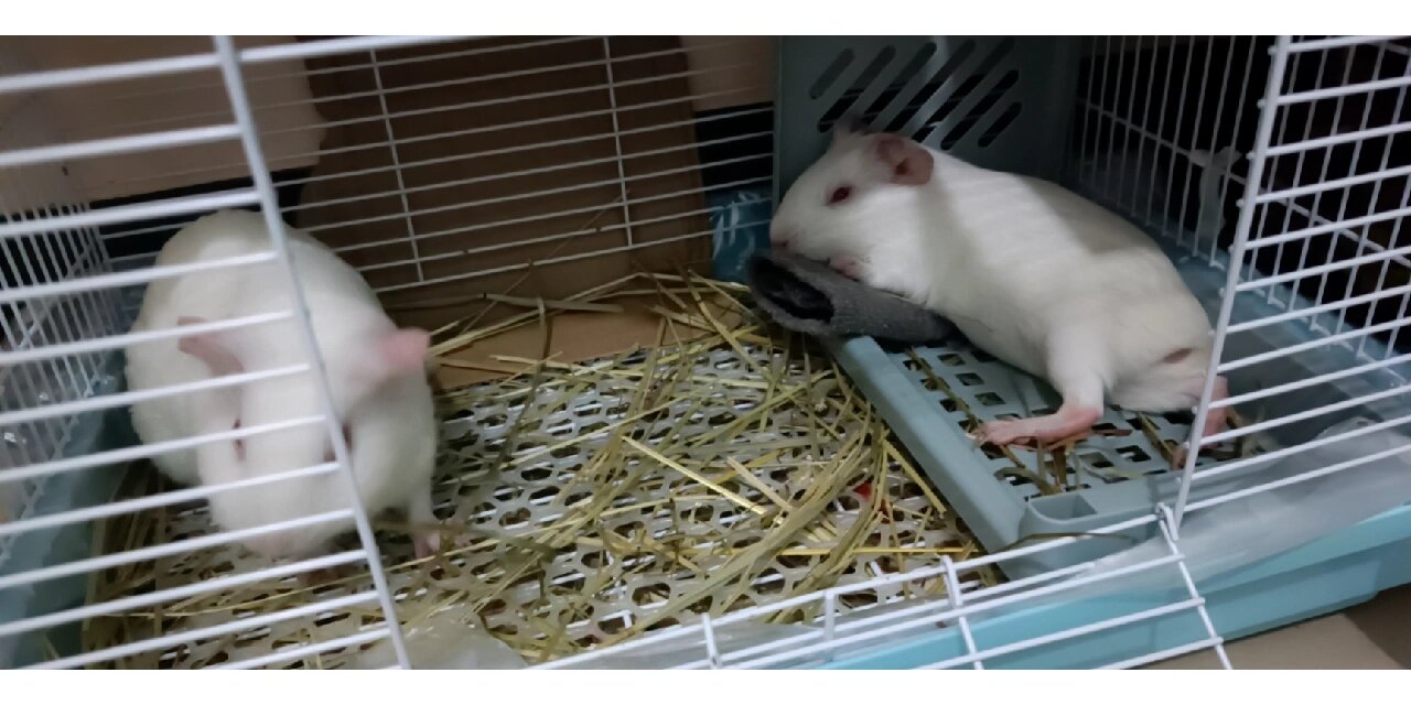 荷兰猪睡姿大赏