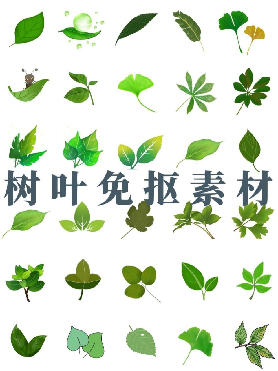 绿油油的树叶免抠素材9595  哈喽啊,春天快要来了,今天给大家分享