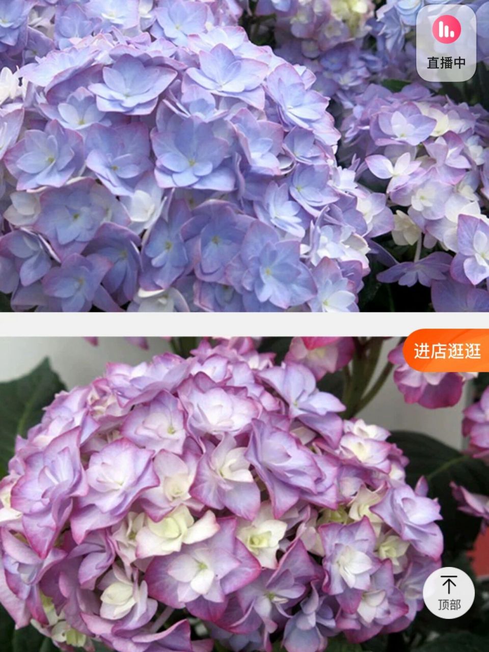 一棵优秀的两广绣球#艾薇塔绣球# 上年入的绣球,当时还是1加仑的苗.