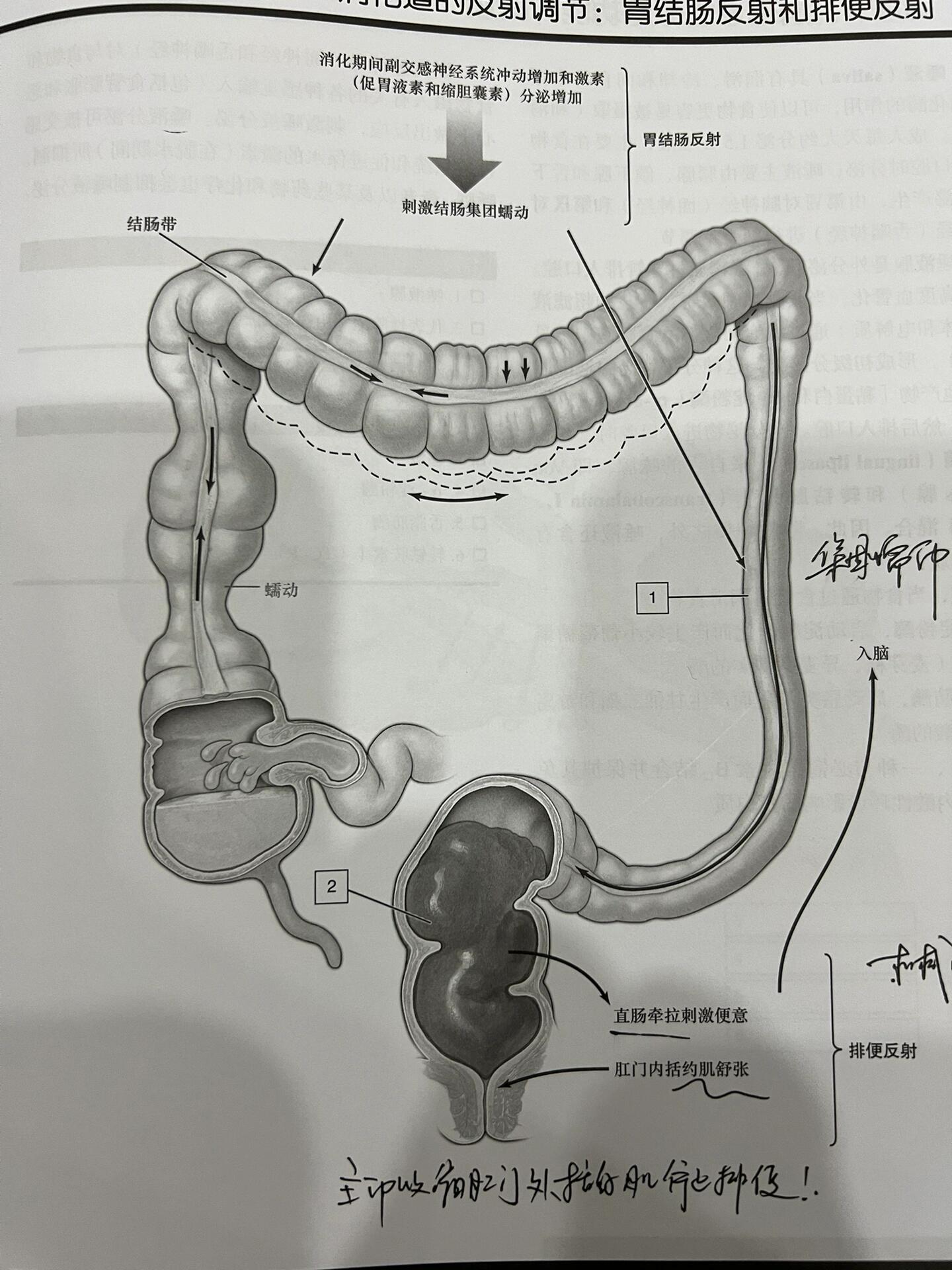 胃结肠反射和排便反射 一图让你掌握排便和控制!