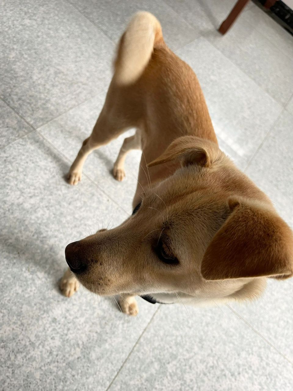 金钱90卷尾巴中华田园犬 小时候的尾巴是直的,长大后尾巴就这样像