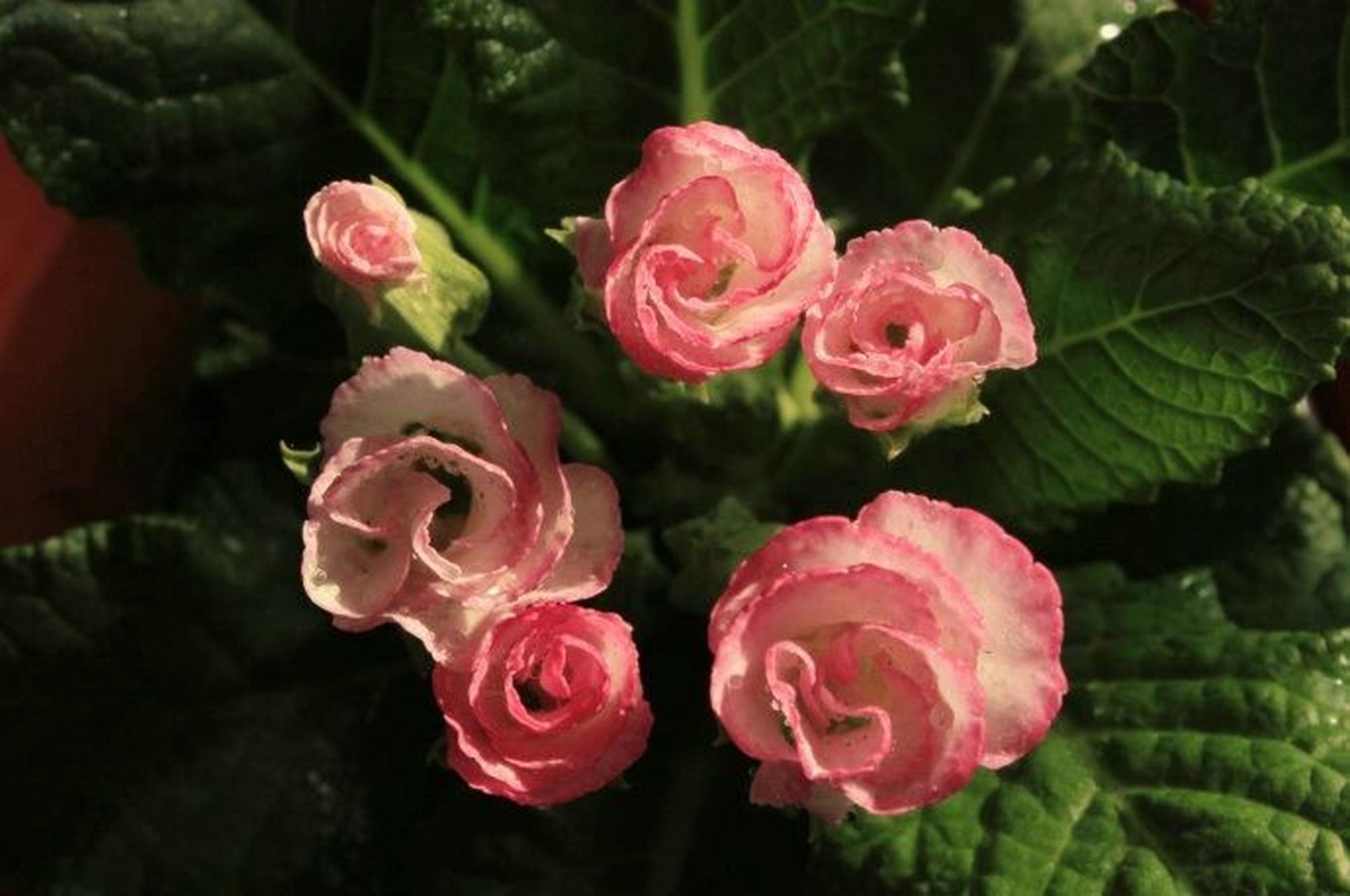 香气四溢的玫瑰报春花的养植和注意事项 养殖玫瑰报春花最好用松软