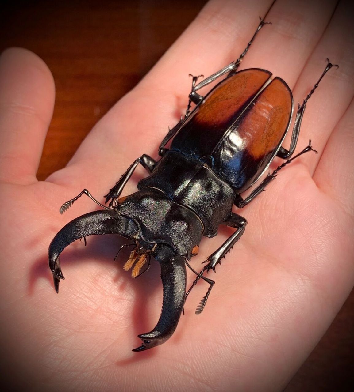 标本分享～白背叉角锹甲 与市面常见的橘背叉角锹甲十分相似,主要区别