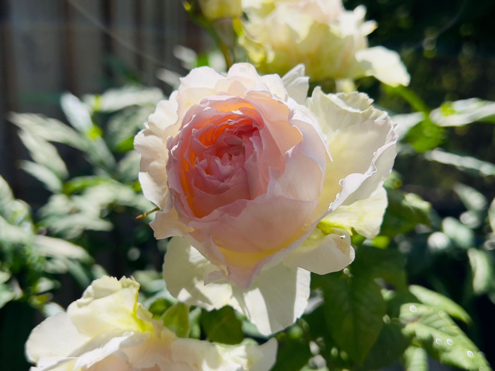 佩尔朱克月季 被誉为小仙女的佩朱,从有花苞到开花时间有点长哦!