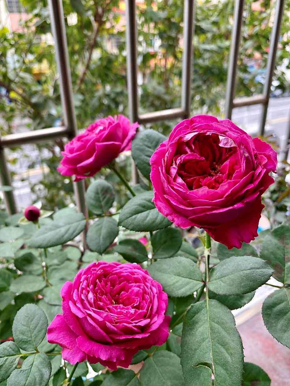 耐热月季推荐双人芭蕾 双人芭蕾凭实力留下来了,越看越爱,之前不懂事