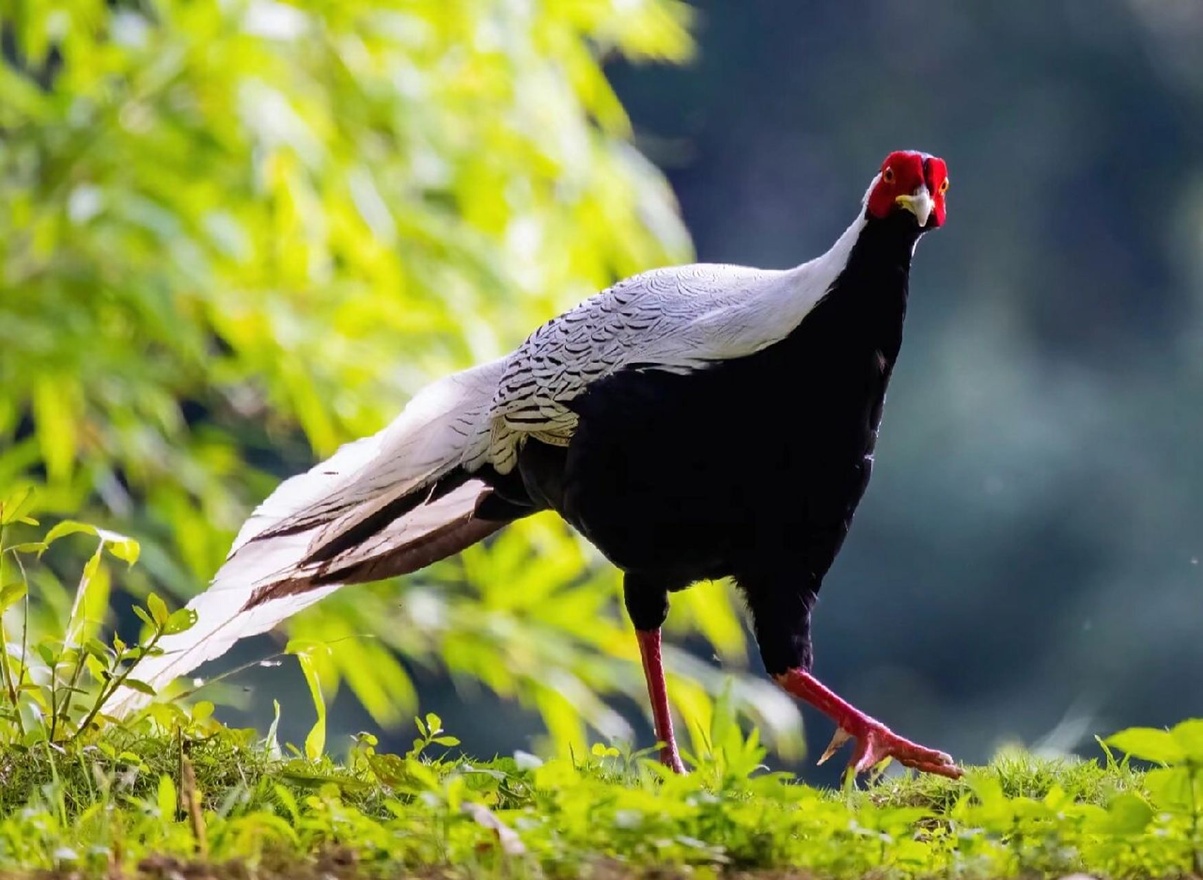 白鹇: 白鹇: 是鸡形目雉科鹇属的鸟类.