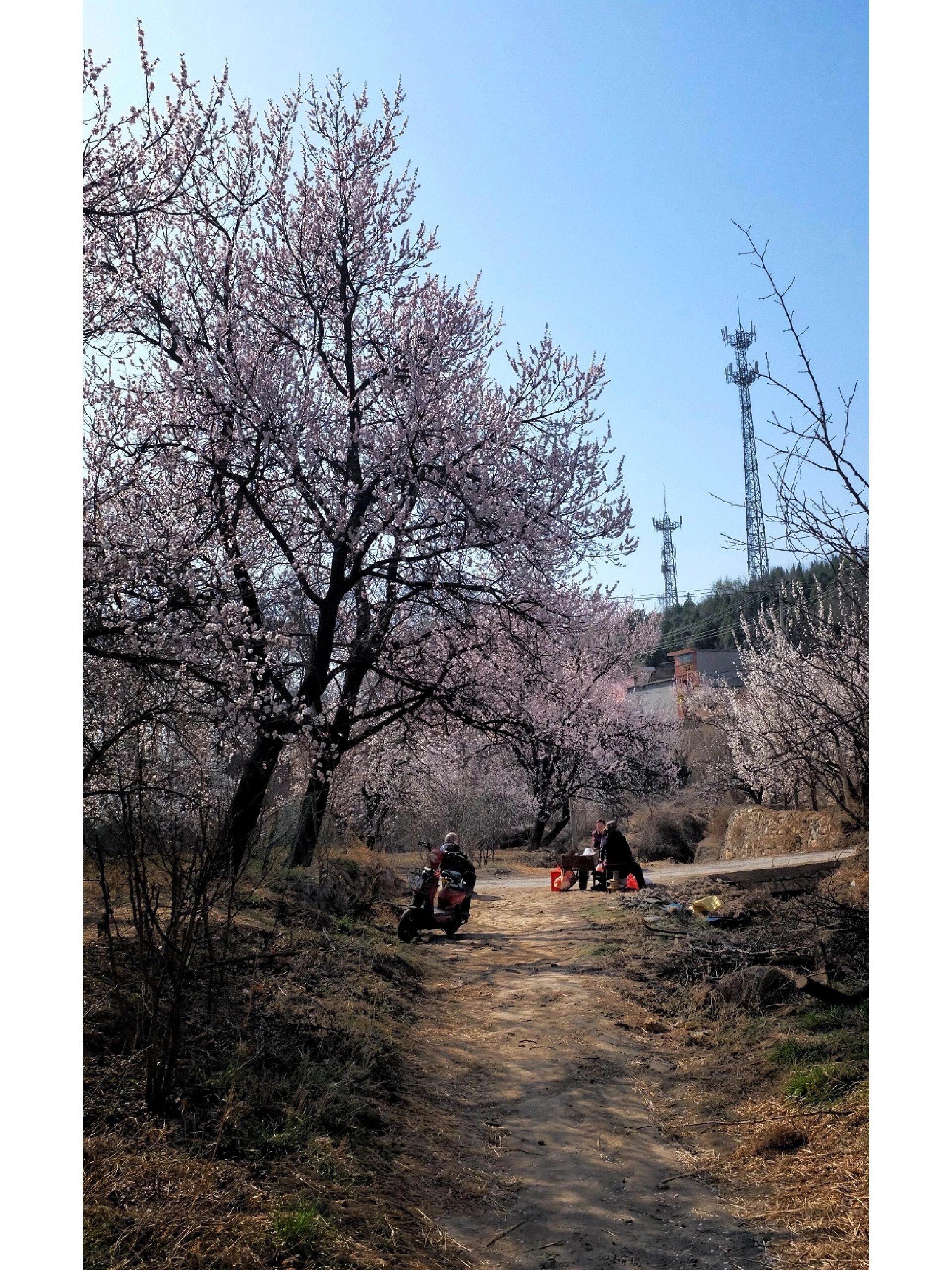 杏花开了 武安石洞乡青烟寺村