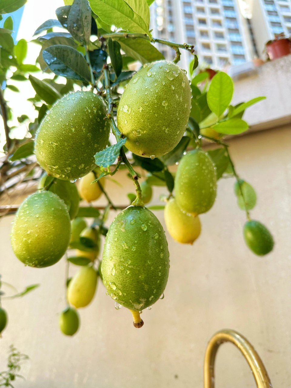 如何把台湾香水柠檬种出满满一树果 家里种上一颗盆栽台湾香水柠檬树