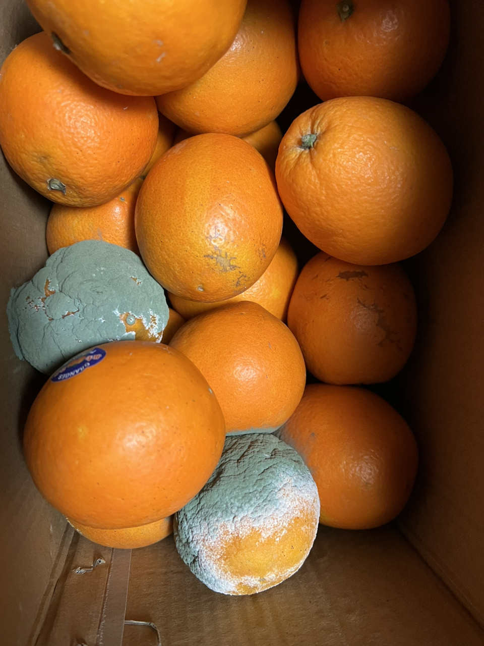 忘记了 今天拿出来一看,好家伙  这可是好吃的不得了的正宗赣南脐橙啊