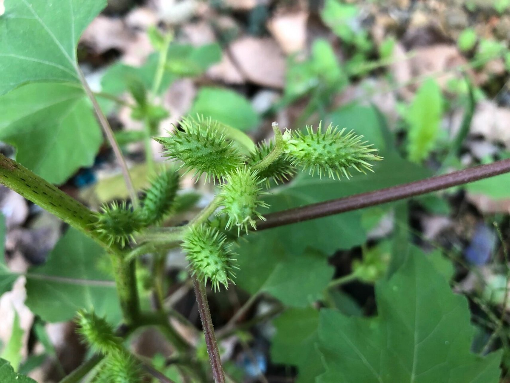 苍耳东西图片