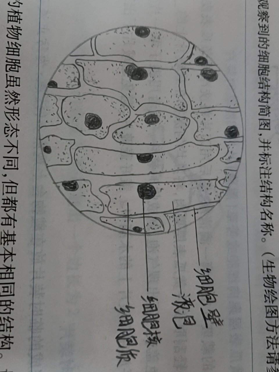植物细胞结构图 植物细胞结构图——洋葱鳞片叶内表皮细胞10×10