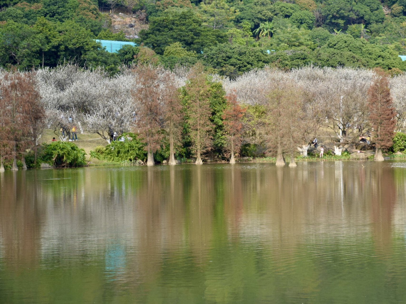 萝岗香雪公园图片