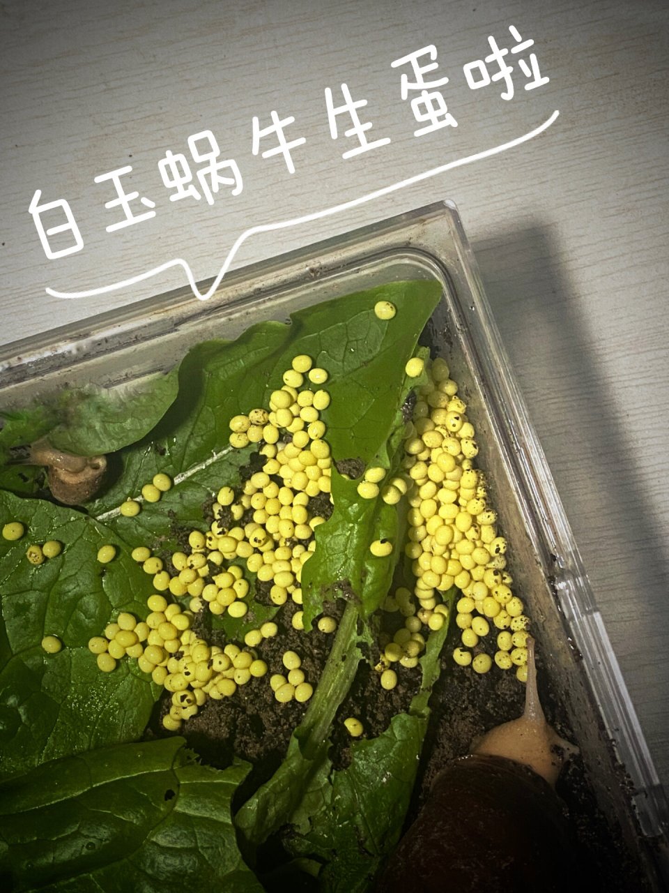 白玉蜗牛蛋图片