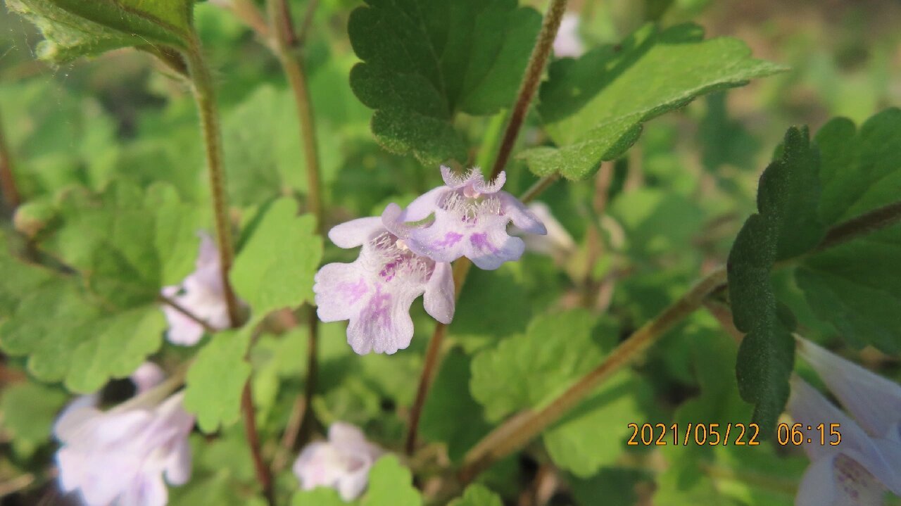 连钱草花图片